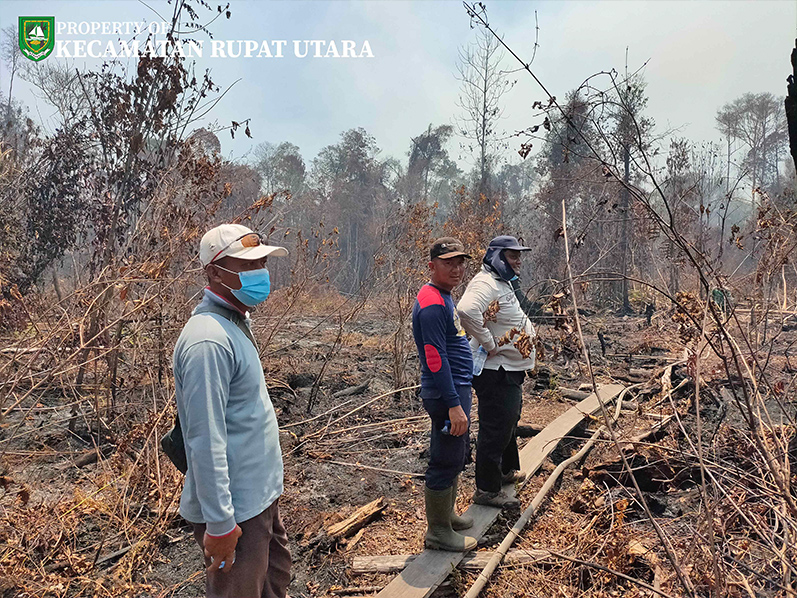  Hutan Samak Terbakar Lagi, Camat Rupat Utara Bergegas Kelokasi